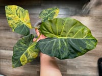 Alocasia Regal Shields Aurea variegated CORMS