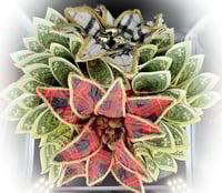 Image 8 of Money Bouquet 
