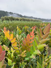 Image 3 of Low Oregon Grape : Mahonia nervosa