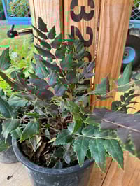 Image 5 of Dwarf Oregon Grape : Mahonia nervosa
