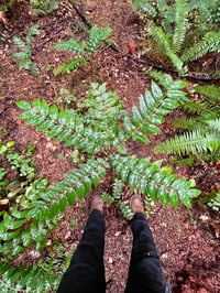 Image 6 of Low Oregon Grape : Mahonia nervosa