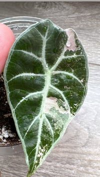 ALOCASIA WATSONIANA ALBO/PINK GLOSSY CORM