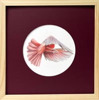 Image 1 of Tailspin by Danika Ostrowski - Framed Original Drawing