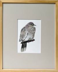 Image 1 of Zenaida asiatica by Danika Ostrowski - Framed Original Drawing