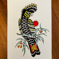 Black cockatoo