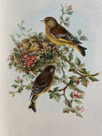 Image 3 of Garden Birds a vintage King Penguin book