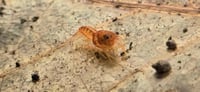 Image 5 of Orange Dwarf Mexican Crayfish (CPO)