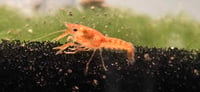 Image 4 of Orange Dwarf Mexican Crayfish (CPO)