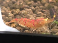 Image 5 of Orange Eye Red Lilly Tiger Caridina Shrimp