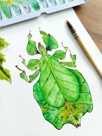 Image 7 of Green Leaf Insect Phyllium bioculatum Watercolor Illustration PRINT