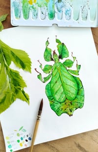 Image 3 of Green Leaf Insect Phyllium bioculatum Watercolor Illustration PRINT