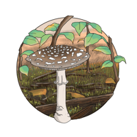 Amanita Pantherina 