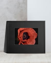 Image 1 of Papaver Somniferum 