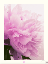 Image 1 of BLUSHING PEONY 2 (24X18)