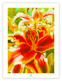 Image 1 of FIRE BREATHING LILY (24X18)