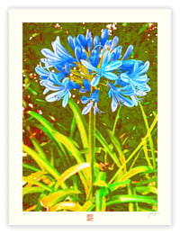 Image 1 of AGAPANTHA IN THE BREEZE (24X18)
