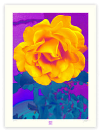 Image 1 of OTHER WORLDLY ROSE (24X18)