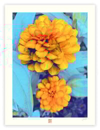 Image 1 of ORANGE PUFFS (24X18)