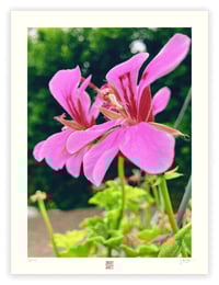 Image 1 of PINK MAGENTA TWINS (24X18)
