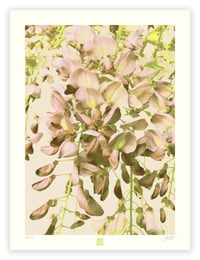 Image 1 of GENTLE WISTERIA (24X18)