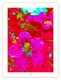 Image 1 of EXPLODING MAGENTA (24X18)