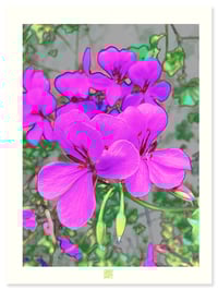 Image 1 of PURPLE HAZE (24X18)