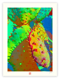Image 1 of SPACE CACTUS (24X18)