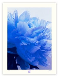 Image 1 of BLUSHING BLUE PEONY (24X18)