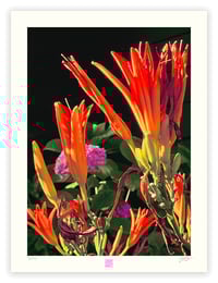 Image 1 of SPROUTING ORANGE (24X18)