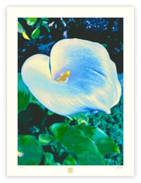 Image 1 of RARE BLUE CALLA LILY (24X18)