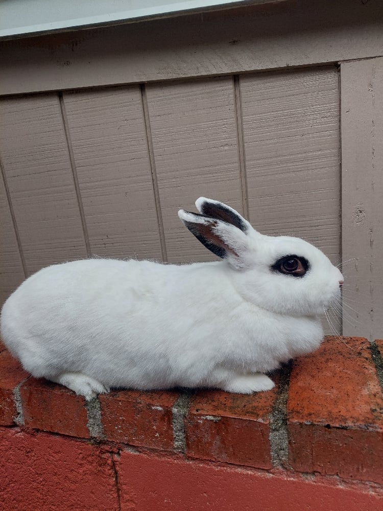 Image of Snowball