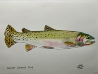 Colorado Cutthroat Trout