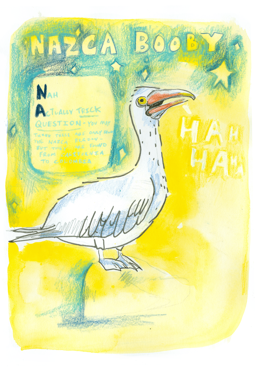 Image of Original - nazca booby 