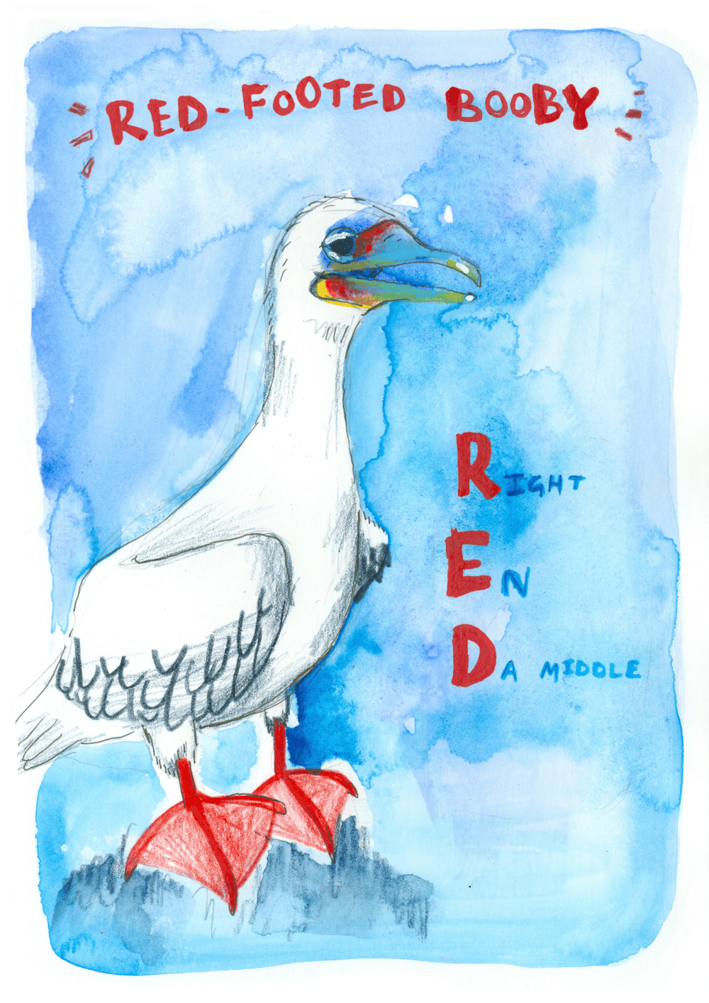 Image of Original - red footed booby 