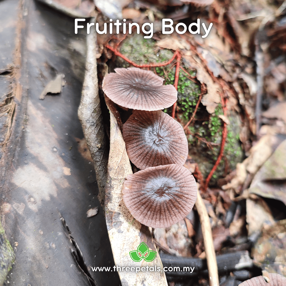 Shining Bonnet (Mycena Sinar) Live Mycelium Mushroom Culture Spawn