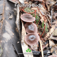 Image 2 of Shining Bonnet (Mycena Sinar) Live Mycelium Mushroom Culture Spawn