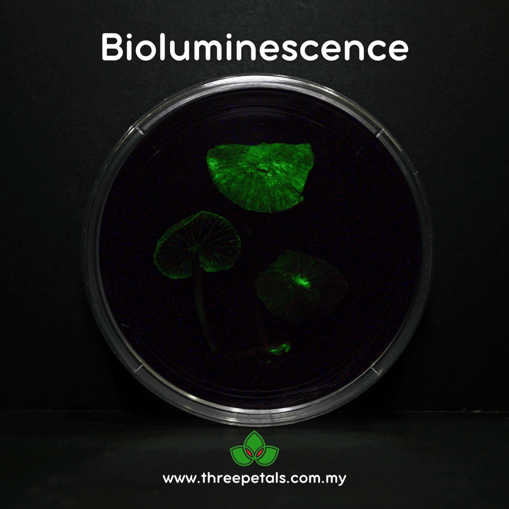 Shining Bonnet (Mycena Sinar) Live Mycelium Mushroom Culture Spawn
