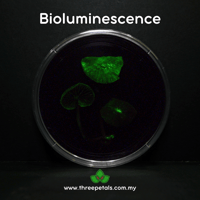 Image 3 of Shining Bonnet (Mycena Sinar) Live Mycelium Mushroom Culture Spawn