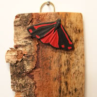 Image 1 of Cinnabar Moth