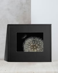Darling Dandelion
