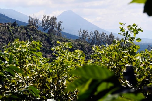 Image of Finca España - El Salvador | FILTRE