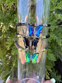 Butterfly's mix colors 