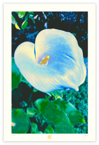 RARE BLUE CALLA LILY 