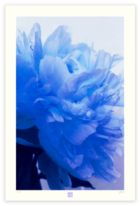 BLUSHING BLUE PEONY 