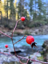 Image 1 of Cluster Rose : Rosa pisocarpa