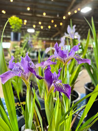 Image 2 of Oregon Iris : Iris tenax