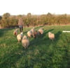 TO SOME THEY'RE JUST SHEEP - PDF FILE VERSION