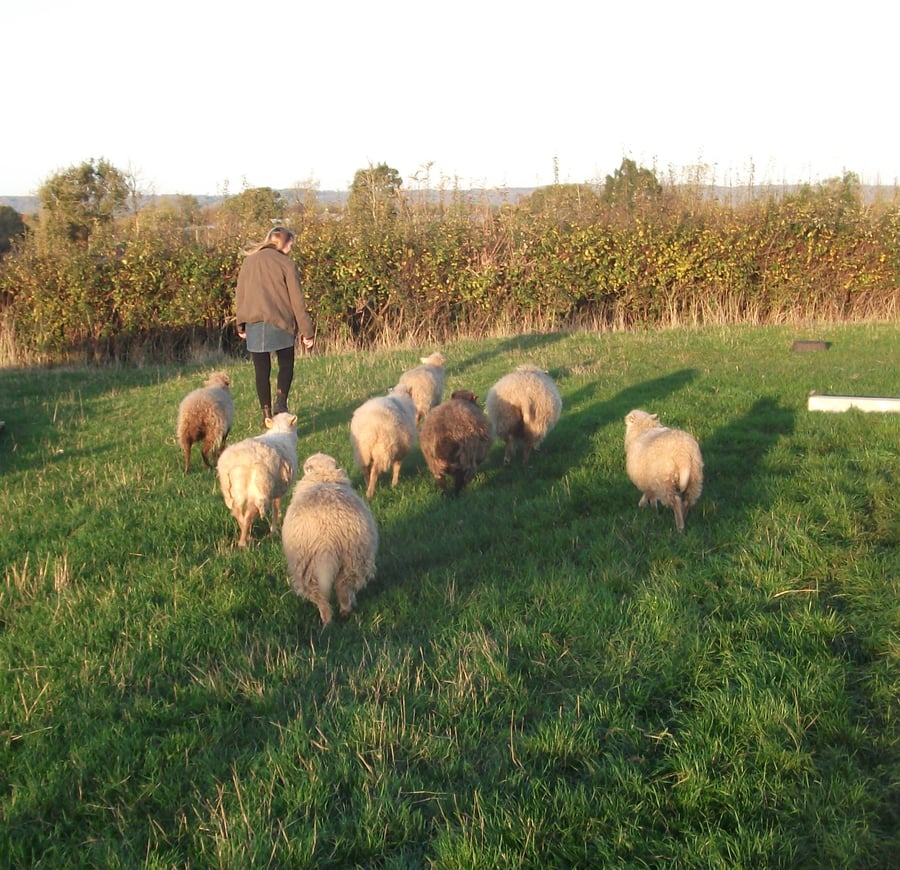 Image of TO SOME THEY'RE JUST SHEEP - PDF FILE VERSION