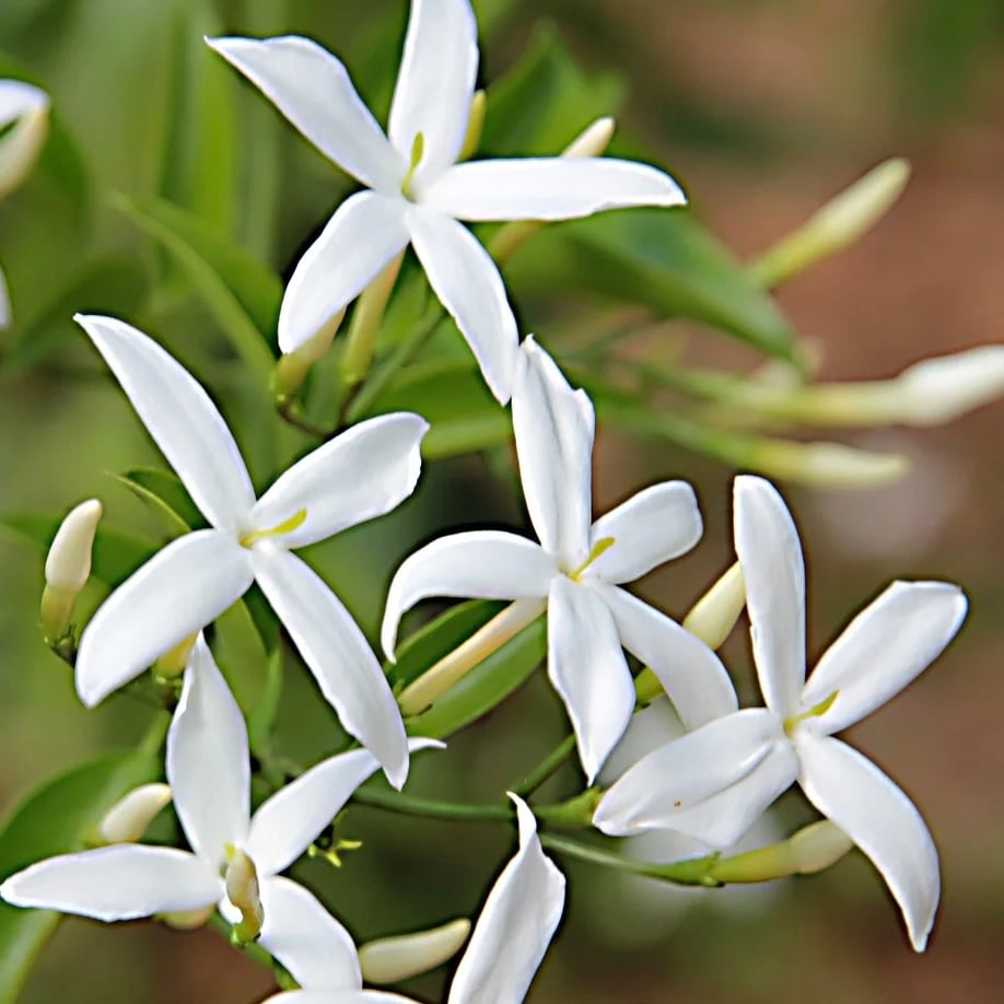 Image of Jasmine facial soap -made with organic hempseed oil