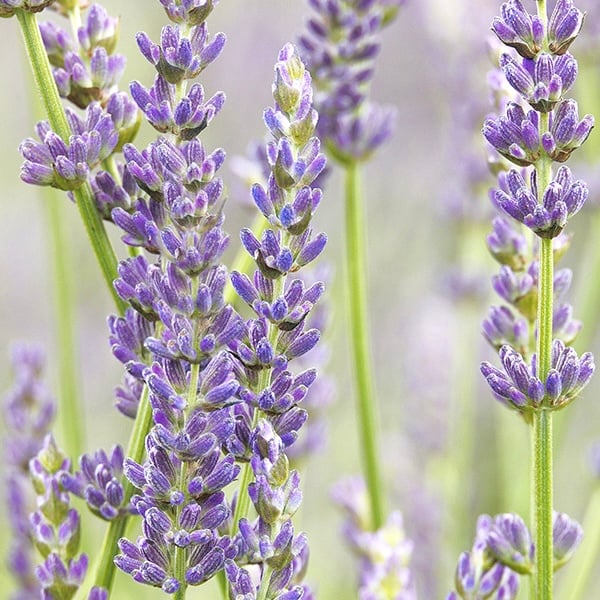 Image of Lavender facial soap -made with organic hempseed oil